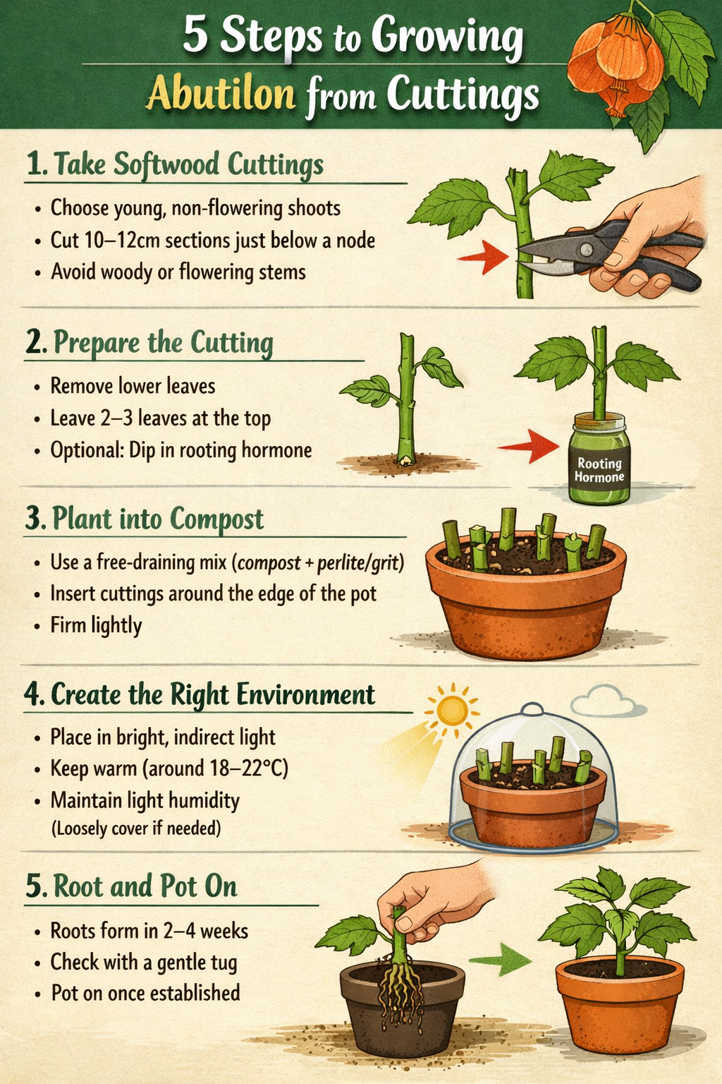 5 step guide to growing Abutilon from cuttingsStep 1 Take softwood cuttingsChoose young nonflowering shootsCut 1012cm sections just below a nodeAvoid