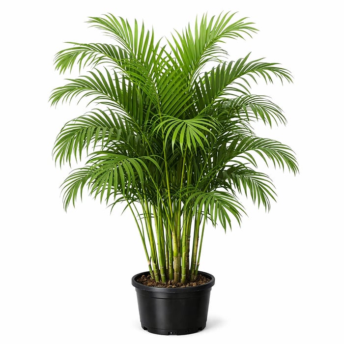 Areca Palm (Dypsis) image
