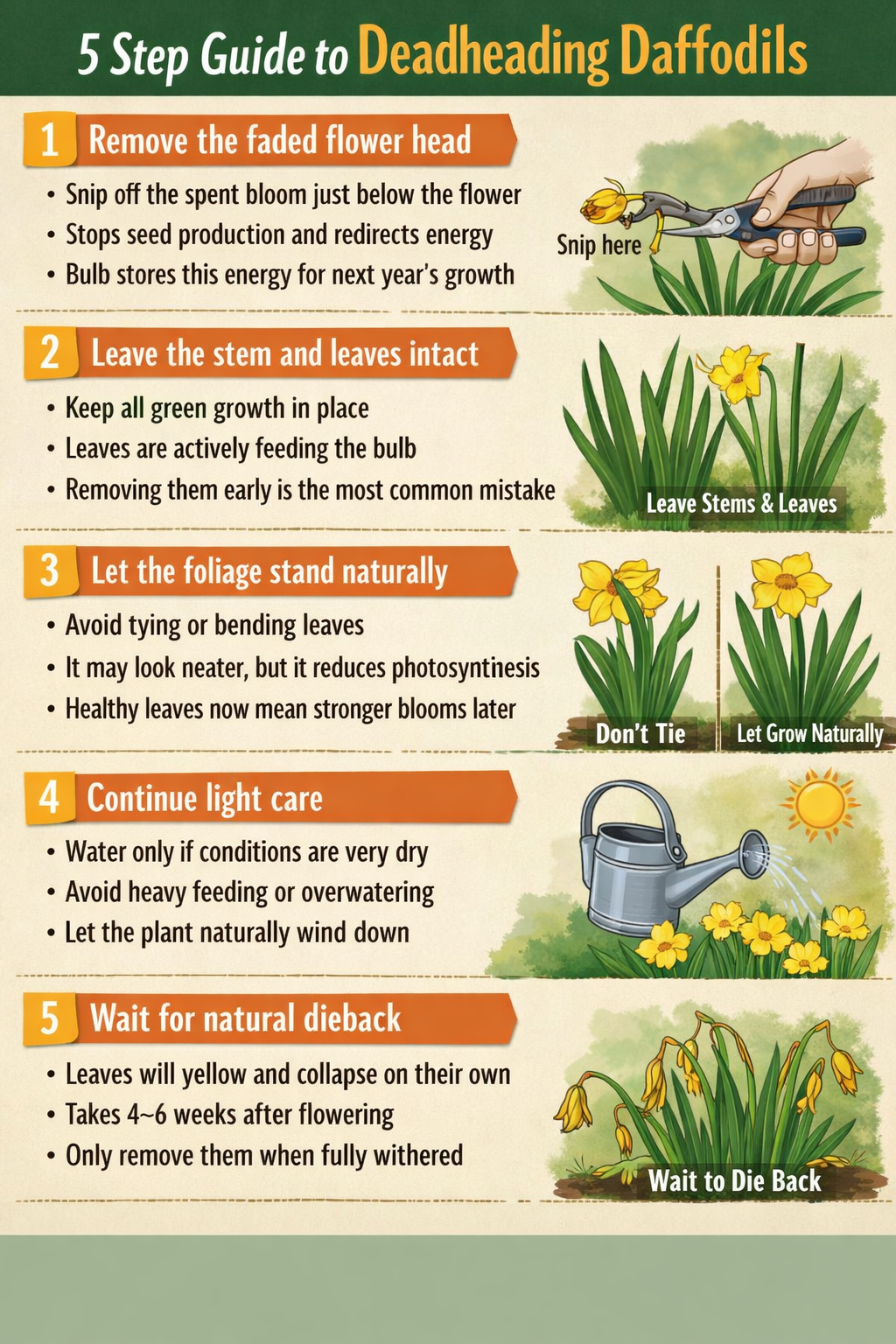 Deadheading Daffodils 5 Steps Guide-1