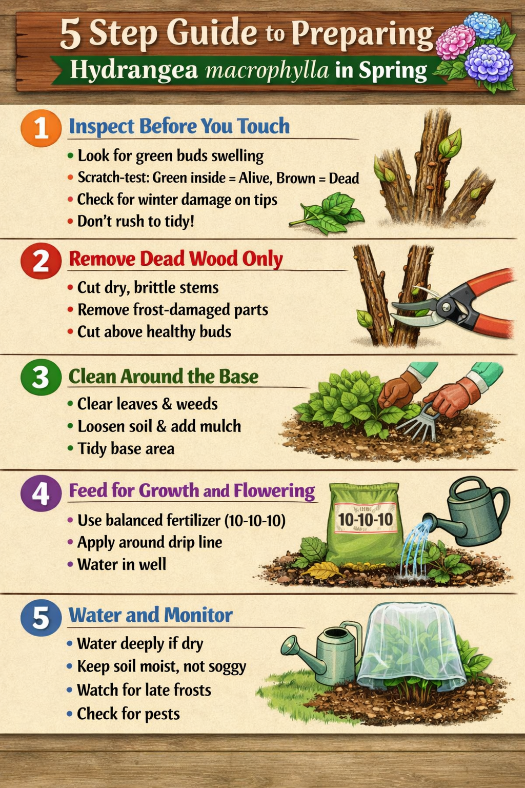 Hydrangea Spring Care Guide