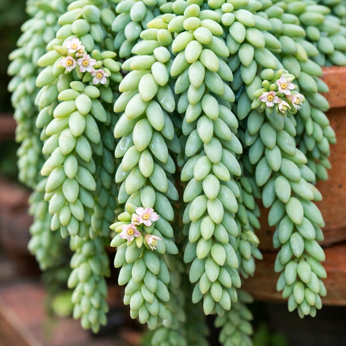 Sedum Morganianum image