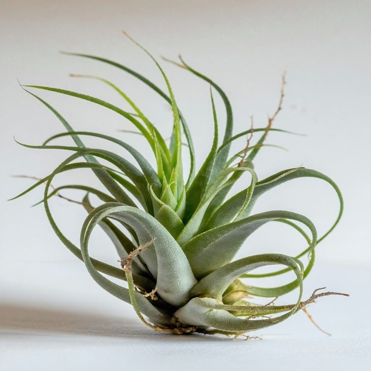 air plant-1