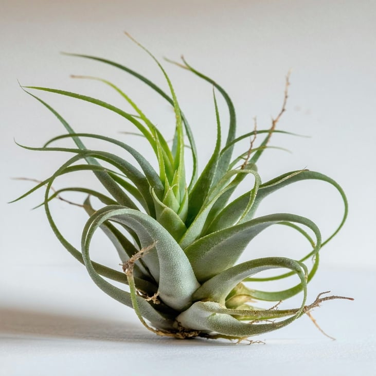 air plant-1