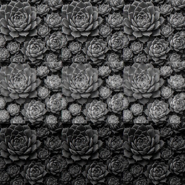 photographic hens and chicks succulents-1