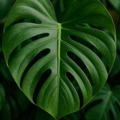 photographic monstera-1