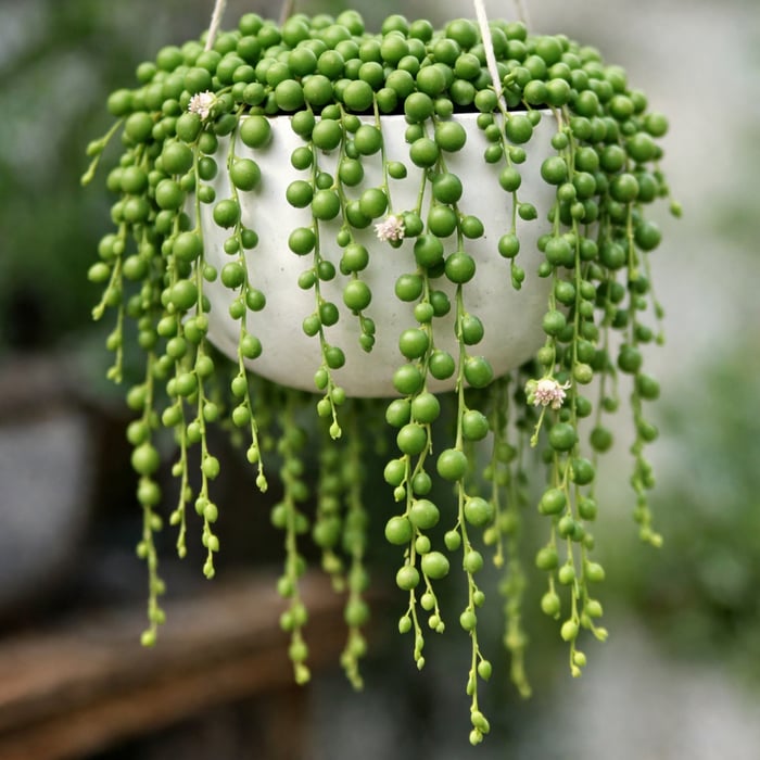 Senecio String/Pearls image