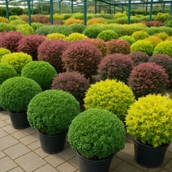 shrubs in garden cntre-1