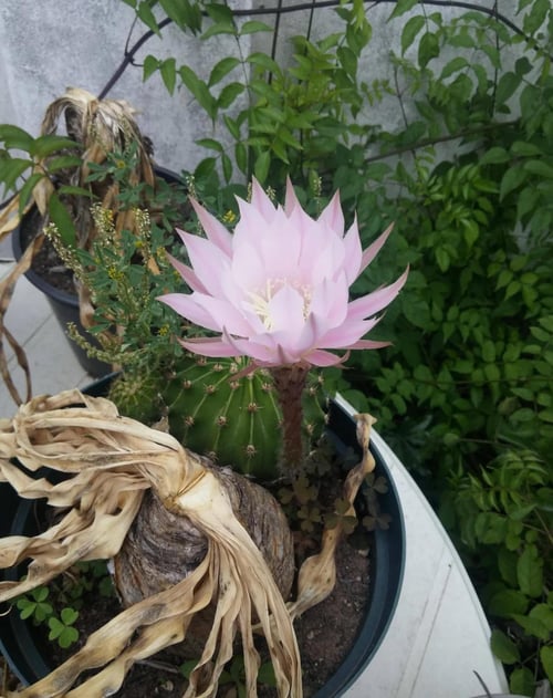 Christmas Cactus Image