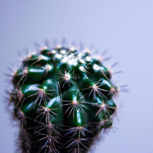 Pin cushion cactus Image