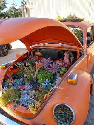 Volkswagen Succulents by Pay Cooper