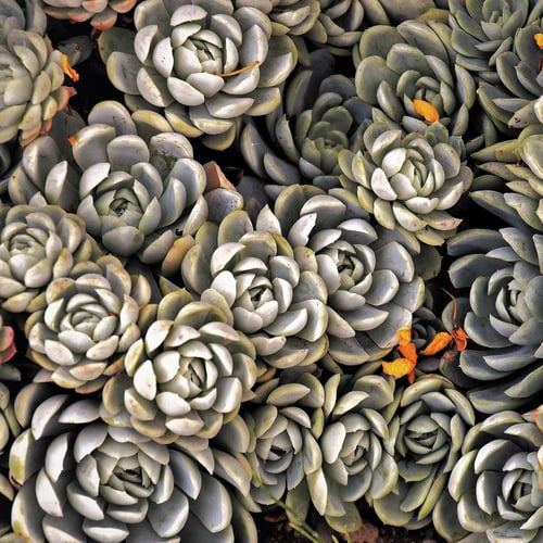 Rosette Suculent Image