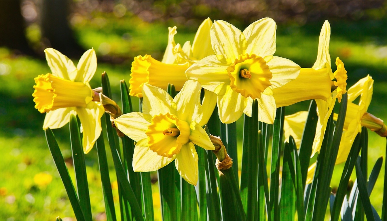 Mastering the Art of Scoring Bulbs: A Comprehensive Guide