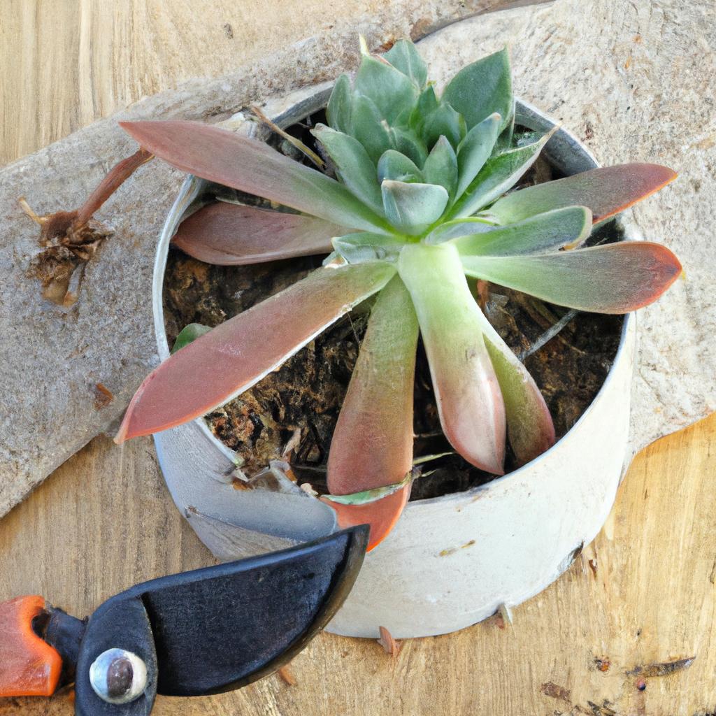 How to propagate sempervivums