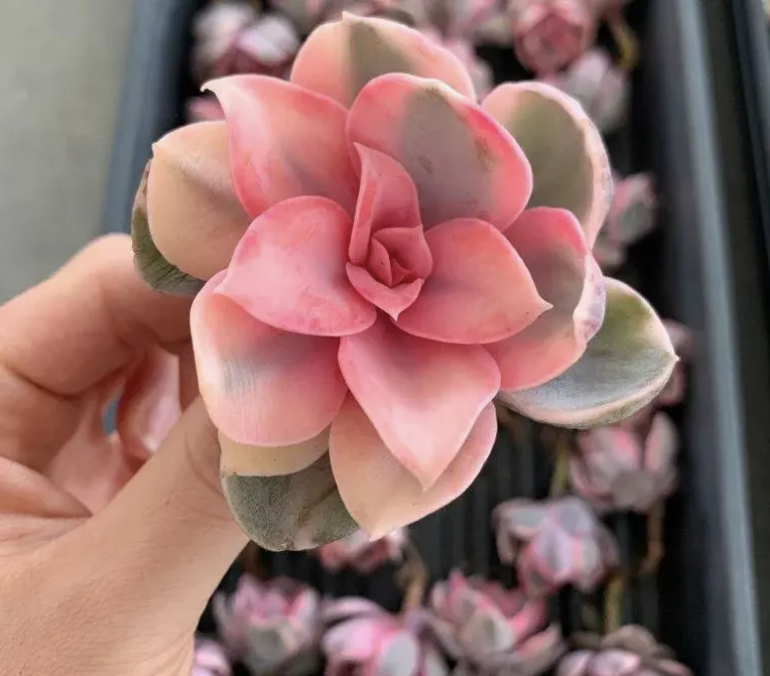 Echeveria Pink Tips