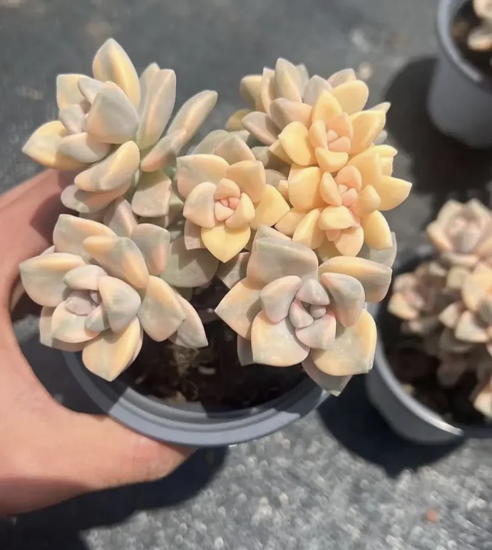 Graptopetalum Paraguayense, also commonly known as the Ghost Plant - Succulent