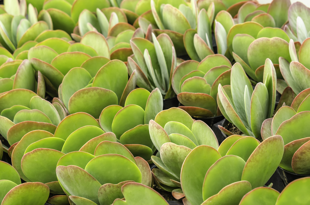 How to Care for Succulents Indoors: A Complete Guide