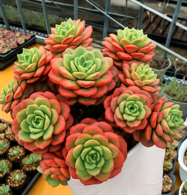 Bold green centers, fiery red edges—this vibrant Echeveria owes its glow to sun stress! ☀️🔥 Would you add this beauty to your lineup? #SucculentAddict #EcheveriaLove #ColorfulSucculents #PlantGoals
